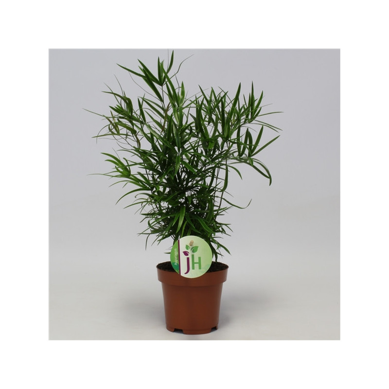 ø 12cm Asparagus falcatus