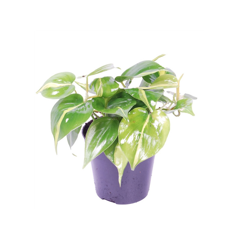 ø 12cm Philodendron scandens Brasil