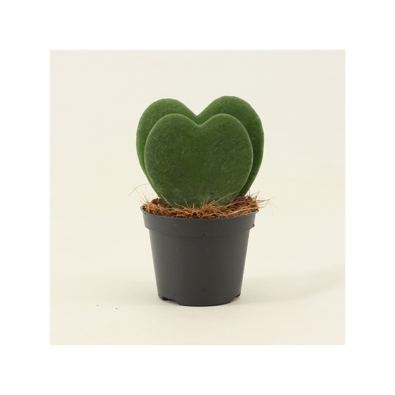 ø 6cm Hoya kerrii