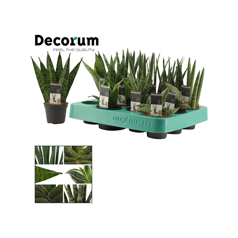 ø 6cm Sansevieria mix