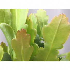 ø 15cm