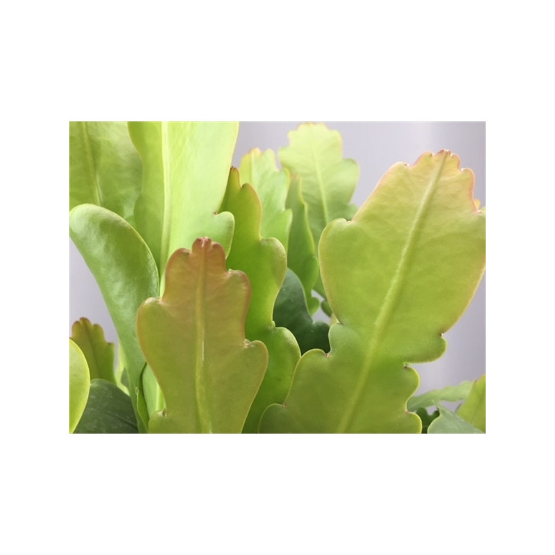 ø 15cm Epiphyllum beavertail