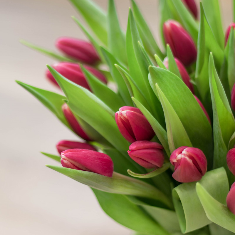 Kytica ružových čerstvých tulipánov