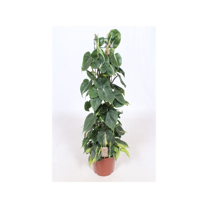 Philodendron scandens Brasil