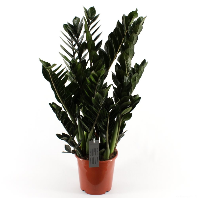 ø 21cm Zamioculcas Super Nova